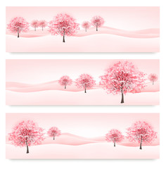Fototapete - Three spring banners with blossoming sakura trees. Vector.