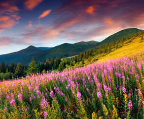 Sticker - Beautiful autumn landscape in the mountains with pink flowers.