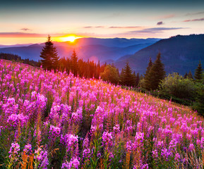 Wall Mural - Beautiful autumn landscape in the mountains with pink flowers.