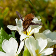 Beetle pollinate flower blossom