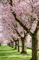 Fotomurales - Park mit Japanischen Kirschblüten :)