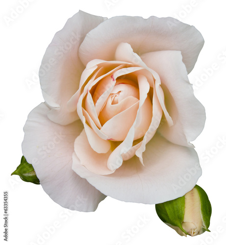 Naklejka na szybę Rose blanche Rose Flower romance Isolated