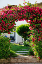 Beautiful Arch Of Red Flowers