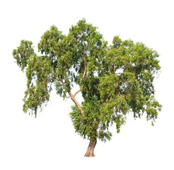 Acacia auriculiformis, tropical tree isolated on white