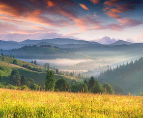 Colorful summer sunrise in the mountains