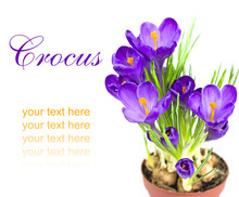 Early Spring Flower Crocus For Easter
