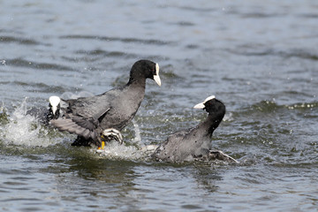 Wall Mural - coot, fulica atra
