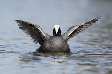Wall Mural - coot, fulica atra