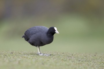 Wall Mural - coot, fulica atra