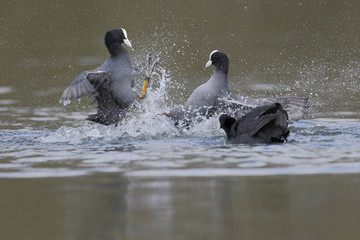 Wall Mural - coot, fulica atra