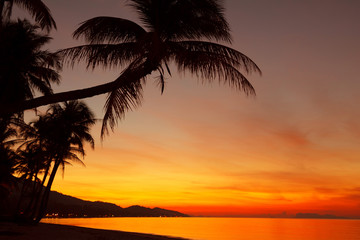 Wall Mural - Tropical sunset beach with palm tree silhouette