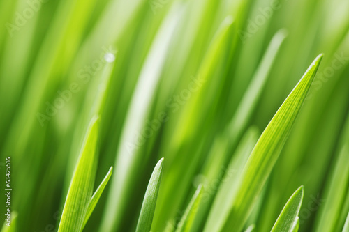 Es Ist Die Zeit Fur Grune Teppiche Fototapeten Gras Fixar De