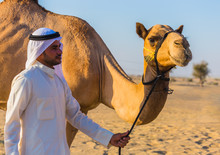 Desert Landscape With Camel