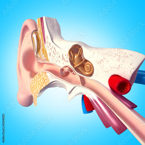 Fototapeta na wymiar anatomy of human ear