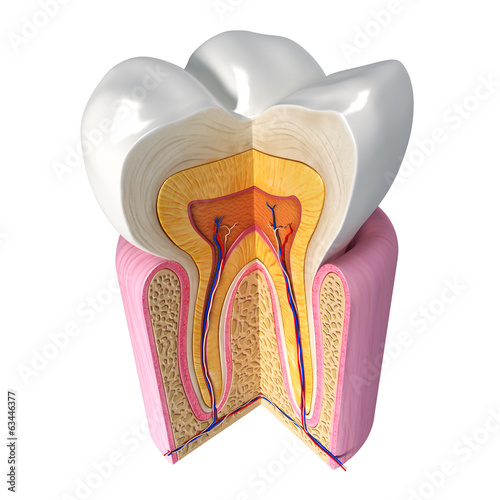 Plakat na zamówienie 3D Illustration of teeth anatomy