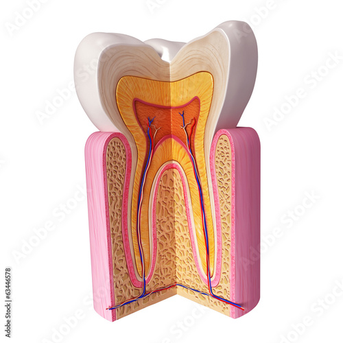 Naklejka - mata magnetyczna na lodówkę 3D Illustration of teeth anatomy