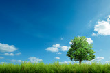Fototapeta Na sufit - tree and blue sky