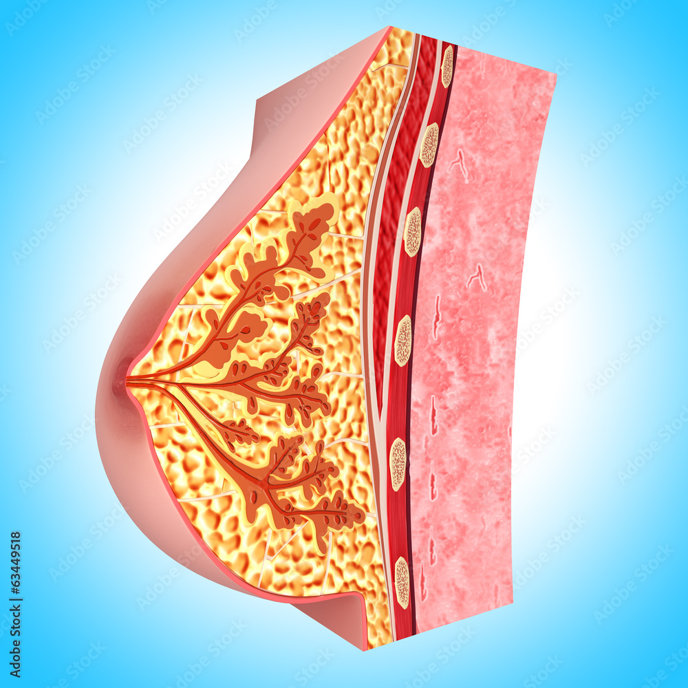 Anatomy of female breast Stock Illustration | Adobe Stock