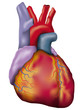 Human heart detailed vector illustration