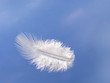 Fluffy feather floats over sky - light, lightness concept