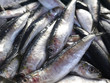 © Anthony PELLIEUX - sardines à la vente