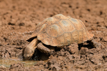 Poster - Leopard tortoise drinking water