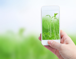 Wall Mural - holding smart phone against spring green background