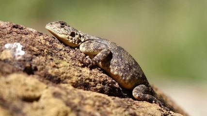 Wall Mural - Female ground agama basking on a rock