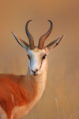 springbok portrait