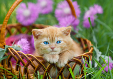 Cute Little Kitten Sitting In A Basket On The Floral Lawn