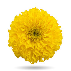 Wall Mural - yellow marigold