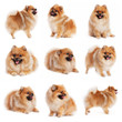 Red spitz in different poses