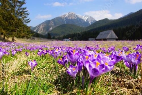 krokusy-w-tatrach