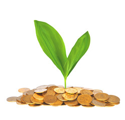 Gold Coins and plant isolated on white background