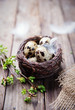 rustic easter decorations with Quail egg