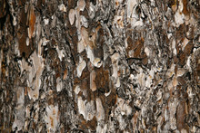 Texture Shot Of Brown Tree Bark