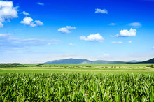 Corn Field Background