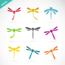 Vector Group Of Colorful Dragonfly