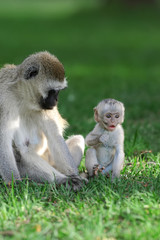 Wall Mural - Vervet monkey