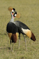 Wall Mural - Crowned crane