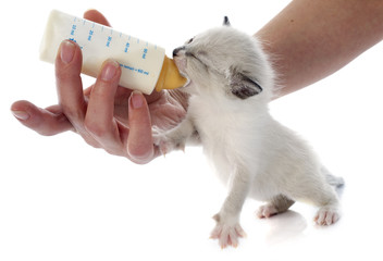 Wall Mural - feeding siamese kitten