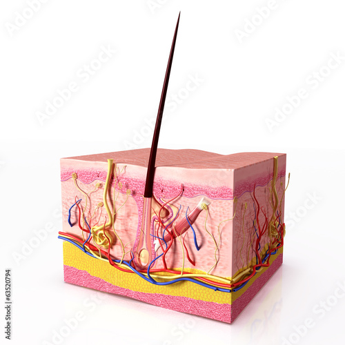 Naklejka - mata magnetyczna na lodówkę Human hair follicles