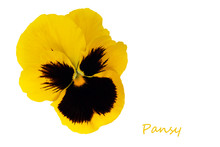 Yellow Pansy Flower Isolated Over White Background
