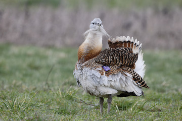 Sticker - Great bustard, Otis tarda