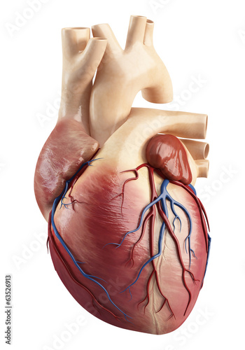 Front View Anatomy Of Heart Interior Structure Kaufen Sie