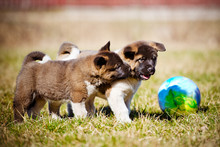 Two American Akita Puppies Playing