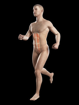 anatomy illustration showing the abs of a jogger