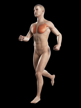 illustration showing the breast muscle of a jogger