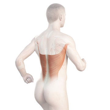 illustration showing the latissimus of a jogger