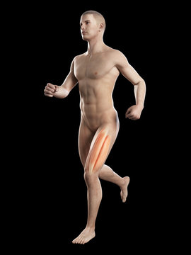 illustration showing the leg muscles of a jogger